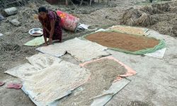 अनाजको बिस्कुन ! (फोटो कथा)