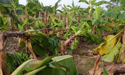 सप्तरीमा ३ हजार ५०० केरा घरीमा क्षति