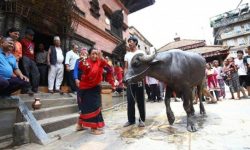 भक्तपुरमा खःमेय अर्थात् राँगो दौडाउने जात्रा