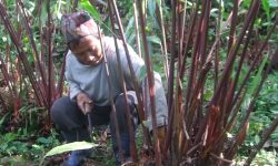 अलैँची टिप्दै किसान (फोटो फिचर)