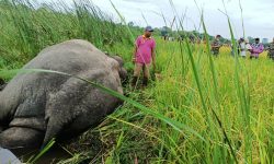 करेन्ट लागेर मकुनाकाे मृत्यु !