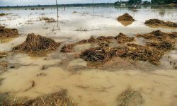 दाङमा अविरल वर्षाले धानबालीमा क्षति