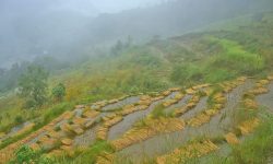 बागलुङमा लगातार ४ दिनको वर्षाले सय रोपनीकाे धानबालीमा क्षति