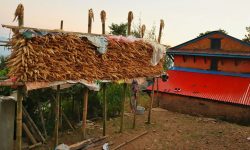 थाँक्रोमा मकै !