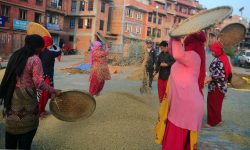 किसानलाई धान भित्र्याउन चटारो (फोटो फिचर)