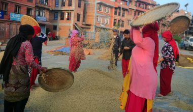 किसानलाई धान भित्र्याउन चटारो (फोटो फिचर)