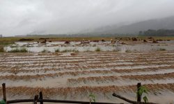 ‘धान खेतीले चलेकाे गुजारा पानीले चौपट बनायाे’