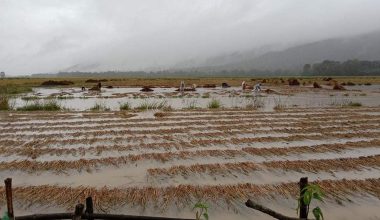 ‘धान खेतीले चलेकाे गुजारा पानीले चौपट बनायाे’