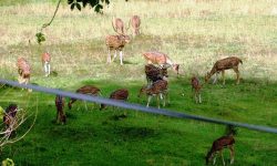 शुक्लाफाँटा राष्ट्रिय निकुञ्जमा चर्दै गरेका चितल !