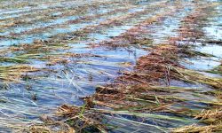 रौतहटमा १ हजार १३० हेक्टर जमिनको धान नष्ट