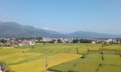 फाँटभरि झुल्यो धान !