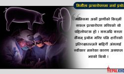 मानव शरीरमा सुँगुरको किड्नीको सफल ट्रान्सप्लान्ट
