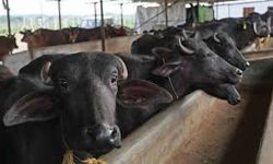 गोठ रित्तिँदै जान थालेपछि सामूहिक भैँसीपालन अभियान