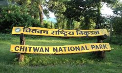 नालीमा परेर गैँडा म‍र्‍यो