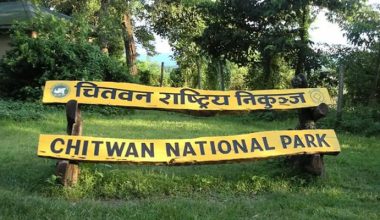 नालीमा परेर गैँडा म‍र्‍यो