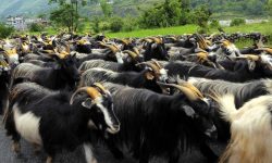 दशैँमा च्याङ्ग्राको मूल्य वृद्धि : उपभोक्ता निरास