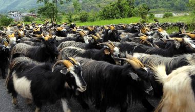 दशैँमा च्याङ्ग्राको मूल्य वृद्धि : उपभोक्ता निरास