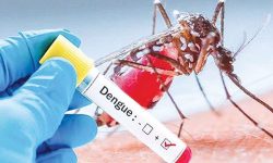 पहाडमै पाइन थाले डेंगुका बिरामी