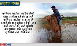 धानको उत्पादन गत वर्षभन्दा १० देखि १५ प्रतिशतले बढ्ने