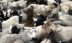 दोब्बरले बढ्यो च्यांग्राको मूल्य