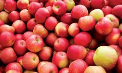 रसुवागढी नाकाबाट ३६ कन्टेनर स्याउ नेपाल भित्रियो