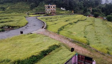 वर्षाले तहसनहस किसानका धान खेत (फेटो फिचर)
