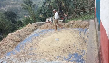 बैंकबाट ऋण लिएर खेती गरेका किसान मर्कामा