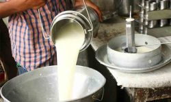 उत्पादनका आधारमा दुग्ध किसानलाई अनुदान