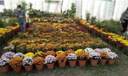 पुष्प प्रदर्शनी २०७८ सुरु भएसँगै पुष्प व्यावसायीहरु हर्षित