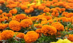 स्वदेशी फूल प्रयोग गर्न आग्रह