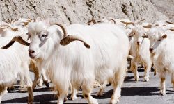 ऊन प्रशोधन गर्ने उपकरण नहुँदा समस्या