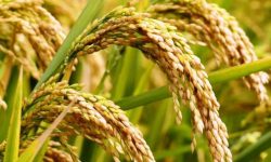 ‘धान पाक्यो तर भित्र्याउन पाइएन’