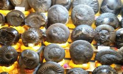 प्रहरीद्वारा अवैध शालिग्राम बरामद