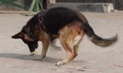 नाकामा तालिमप्राप्त कुकुर परिचालन