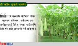 किसान भन्छन्- सरकारको साथ पाएनौं