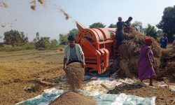 किसानहरु खेतमा व्यस्त (फाेटाे फिचर)