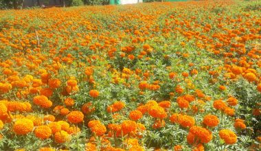 फूलले दियो तिहारकाे संकेत (फाेटाे फिचर)