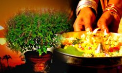 तुलसीको बिरुवा किन राखिँदैन घरकाे छतमा ?