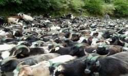 मुस्ताङबाट १२ हजार भेडा–च्याङ्ग्रा निकासी