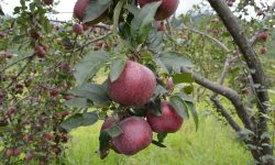 हेपिएको गुर्जा गाउँ ‘हर्बल हब’ बन्दै