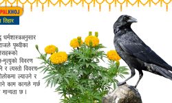 सन्देशवाहक काग पुजिँदै !