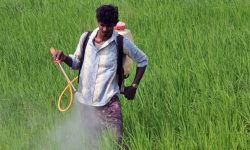 कारण कीटनाशक, जोखिममा ‘सिजेरियन डेलिभरी’