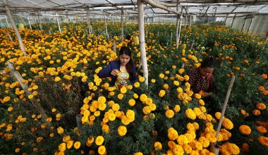 तिहारका लागि फूल र मालाको मूल्य निर्धारण