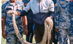 कञ्चनपुरमा सात फिट लामो अजिंगर ! (तस्बिरसहित)