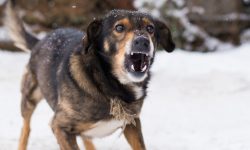 काभ्रेमा तीन महिनापछि फेरि रेबिज भेटियो, सतर्क रहन आग्रह