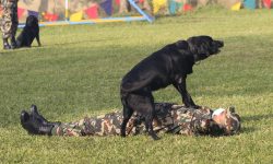 कला देखाउँदै कुकुर (फोटो फिचर)