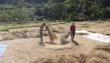धान भित्र्याउँदै कृषक (फाेटाे फिचर)