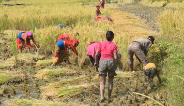 धान काट्ने चटारो !