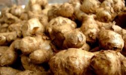 रोगले अदुवा सखाप, विकल्प खोज्दै किसान