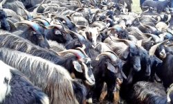 च्याङग्रा बेचेर मुस्ताङमा ३५ करोड भित्रियो